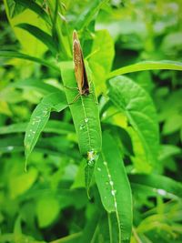 Close-up of insect on leaf