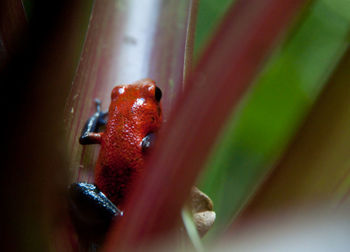 Close-up of snake