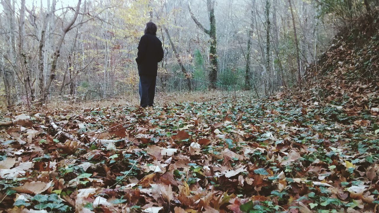 tree, forest, lifestyles, leisure activity, full length, standing, tree trunk, rear view, tranquility, men, nature, autumn, woodland, silhouette, tranquil scene, walking, day, person