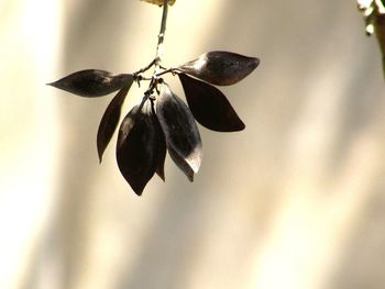 Close-up of flowers