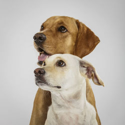 Dogs against white background