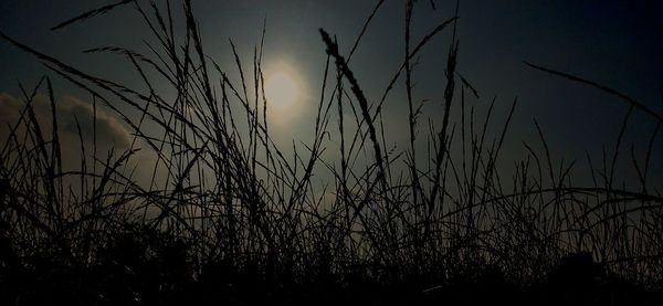 Low angle view of silhouette plants on field against sky at sunset