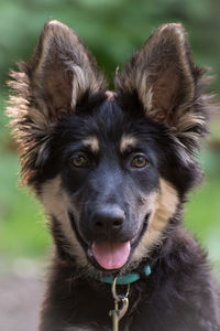 Close-up portrait of dog sticking out tongue outdoors