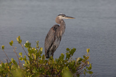 Side view of gray heron perching on plant by river