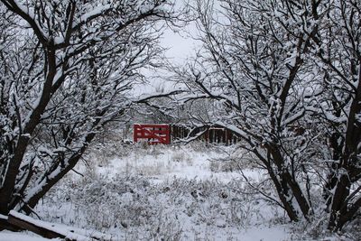 Bare trees by house during winter