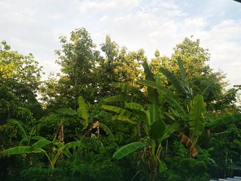 View of fresh green leaves and yellow flowers against sky