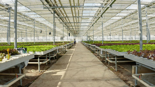 People walking in greenhouse