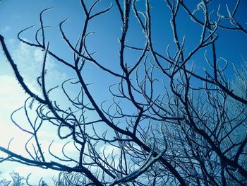 Low angle view of bare tree against blue sky