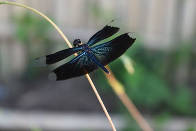 Close-up of butterfly on leaf