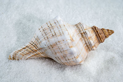 shell
