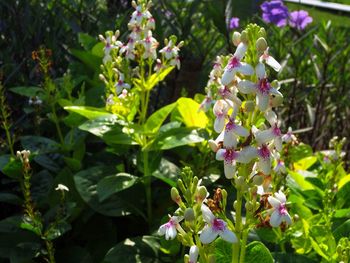 Close-up of fresh flowers blooming in plant