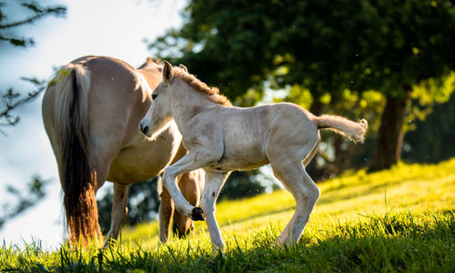 Horse and foal on grassy field