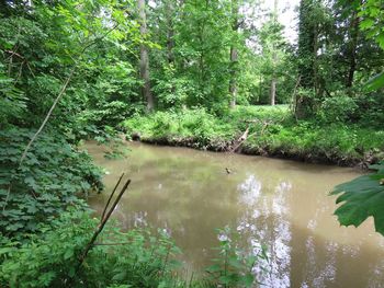 Scenic view of lake with trees in background