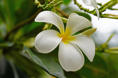 Close-up of white flowering plant