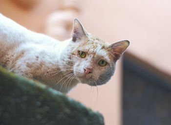 Close-up portrait of a cat