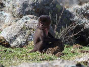 Closeup portrait of baby gelada monkey theropithecus gelada playing semien mountains, ethiopia.