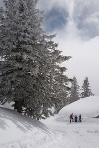 Trees on snow covered landscape