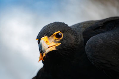 Close-up of a bird