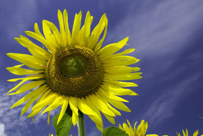 Close-up of sunflower blooming outdoors