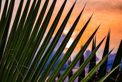 Plants growing against sky