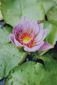 Close-up of water lily