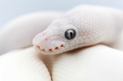 Close-up of a lizard