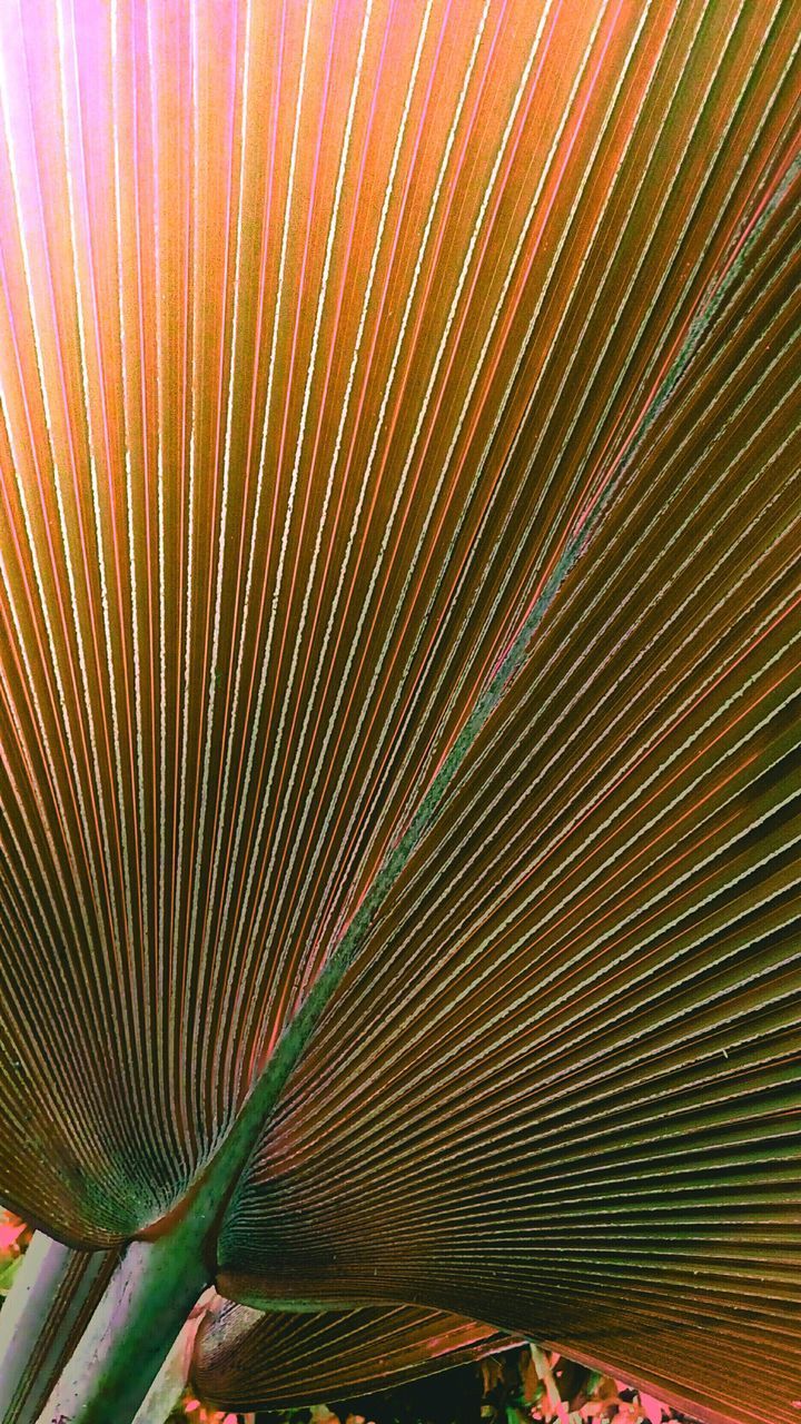 CLOSE-UP VIEW OF MULTI COLORED LEAF