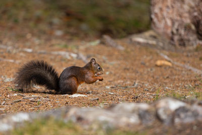 Side view of squirrel on field