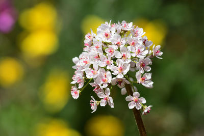 Close up of an umbrella plant  in bloom