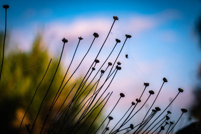 Low angle view of stalks against sky at sunset