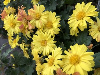 High angle view of yellow flowering plants