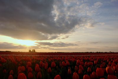 Panoramic view of field against sky during sunset