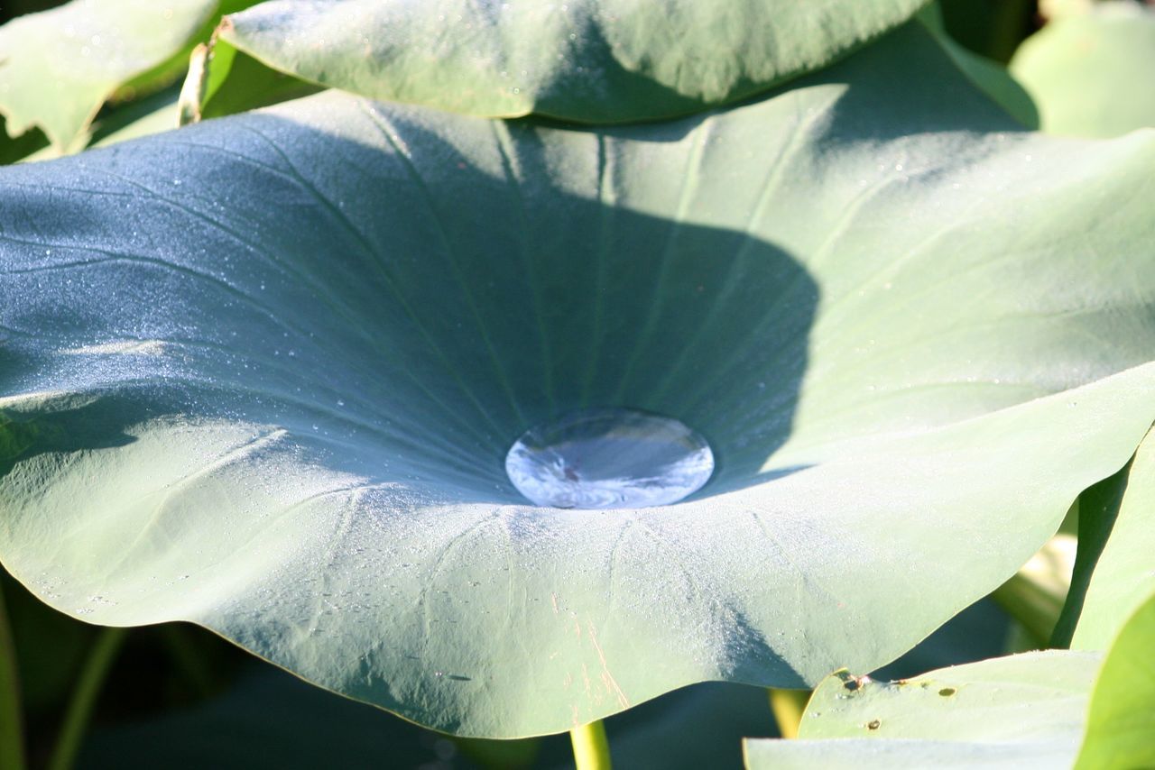 Puddle in a leaf