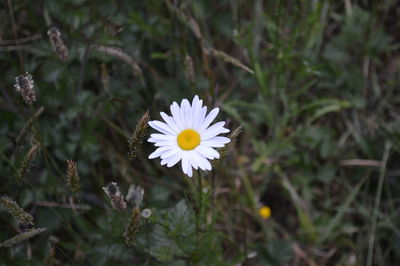 Close-up of white daisy blooming outdoors