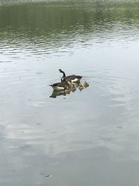 View of ducks swimming in lake