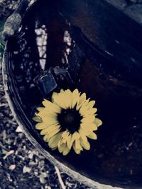 Close-up of yellow flowers
