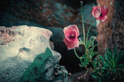 Close-up of pink rose plant on rock