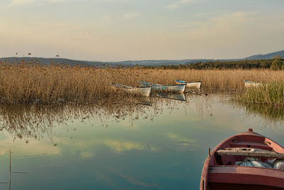 Scenic view of marsh