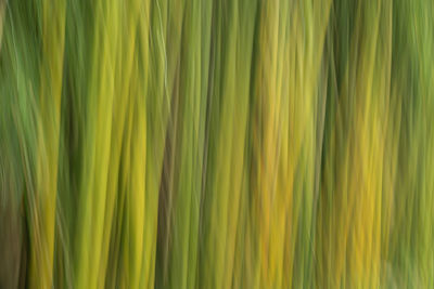 Full frame shot of palm leaf