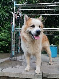 Close-up of dog looking away