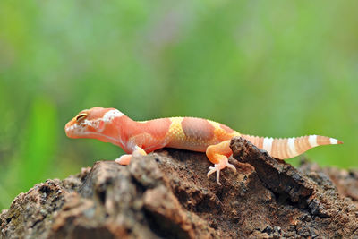 Close-up of lizard on rock