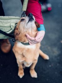 Low section of man with dog