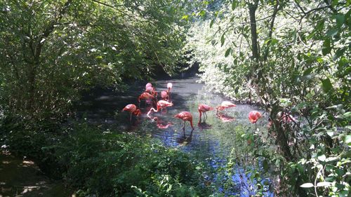 Reflection of trees in water