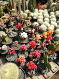 Cactus flowers