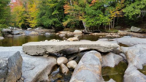 Rocks by river in forest