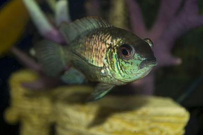 Aquarium fish, turquoise color, picture taken by nikon 3100