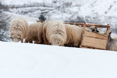 Sheep on snow