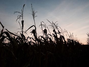 Close-up of silhouette plants against sky during sunset