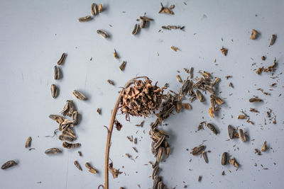 High angle view of insect on table