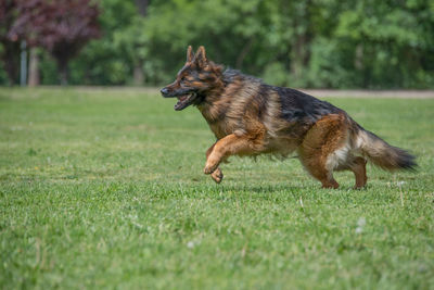 Dog running on grass